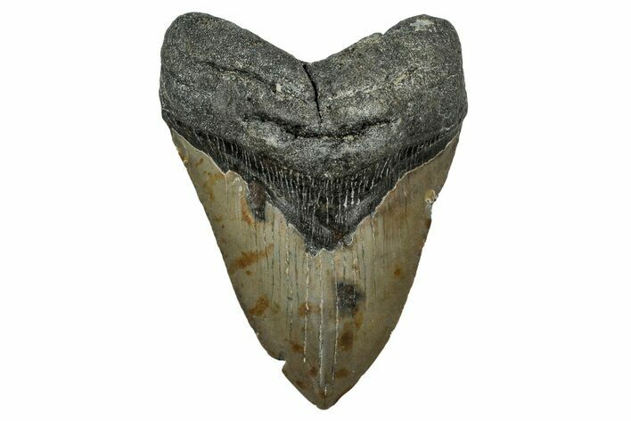 Fossil Megalodon Tooth - North Carolina #344075